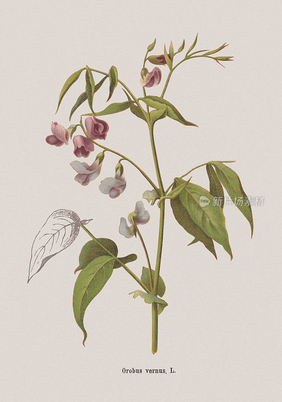 春豌豆(Lathyrus vernus)，刻版，1884年出版